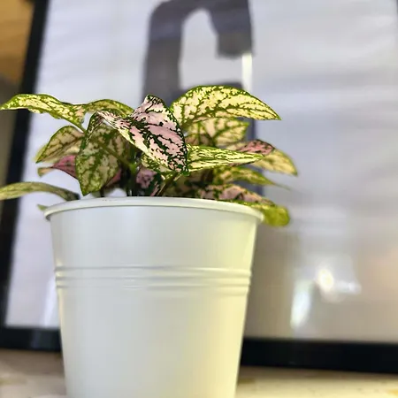 Hotel Ibis Budget 2*